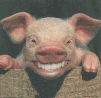 laughing pig.gif